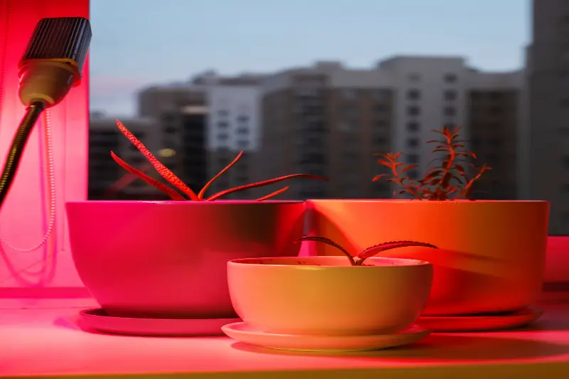 Indoor plants illuminated by red grow light to support plant health and growth width=